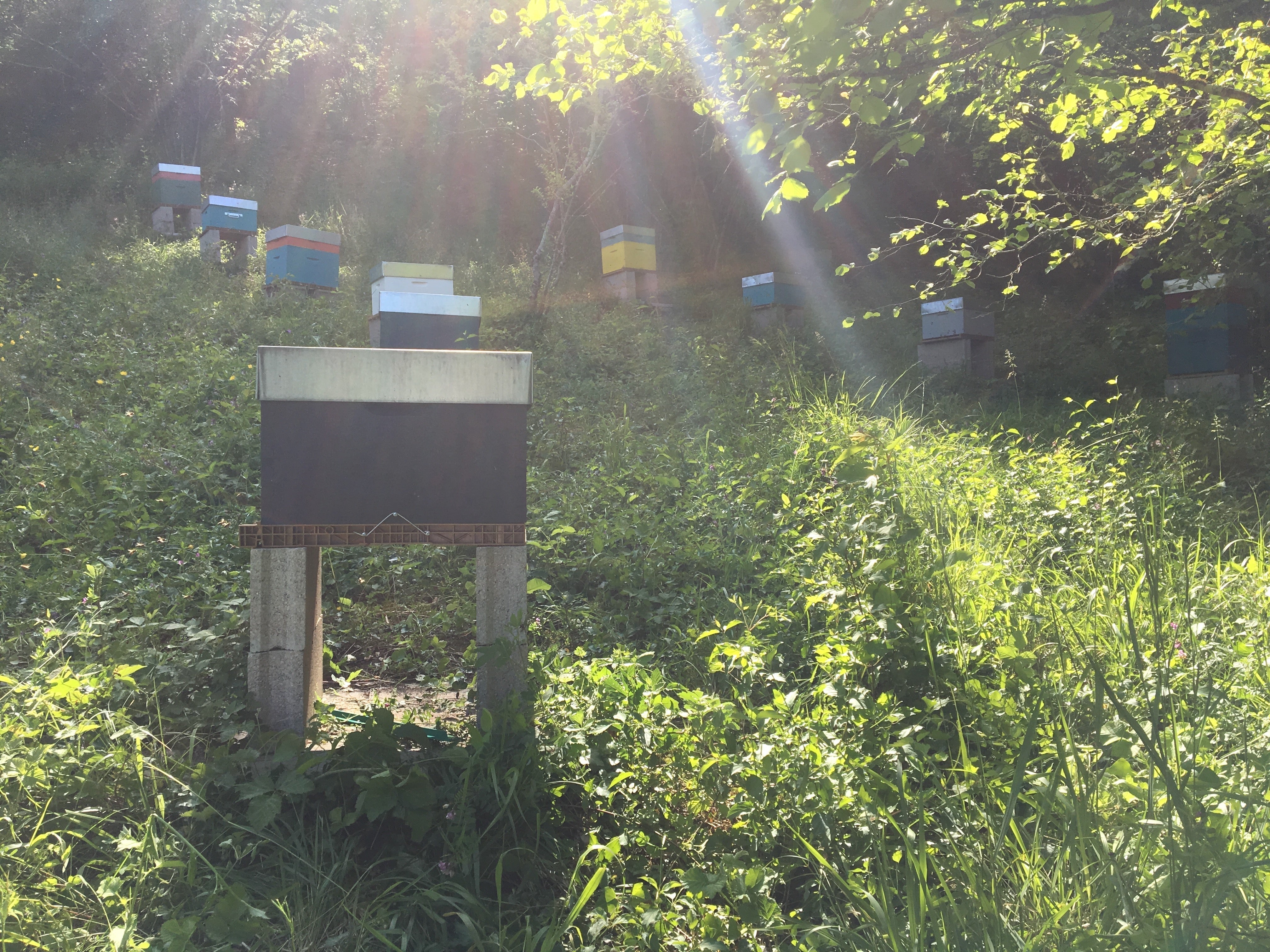 Rucher en lisière de forêt illustrant l’environnement naturel exploré par les abeilles