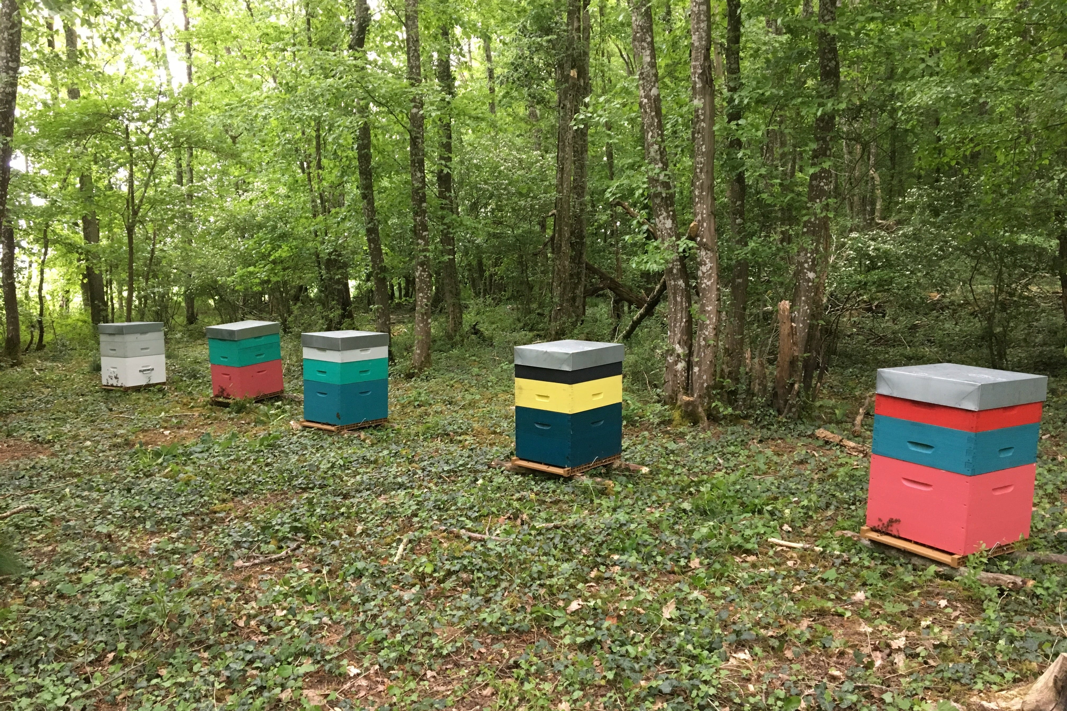 Ce que les abeilles récoltent dans une forêt